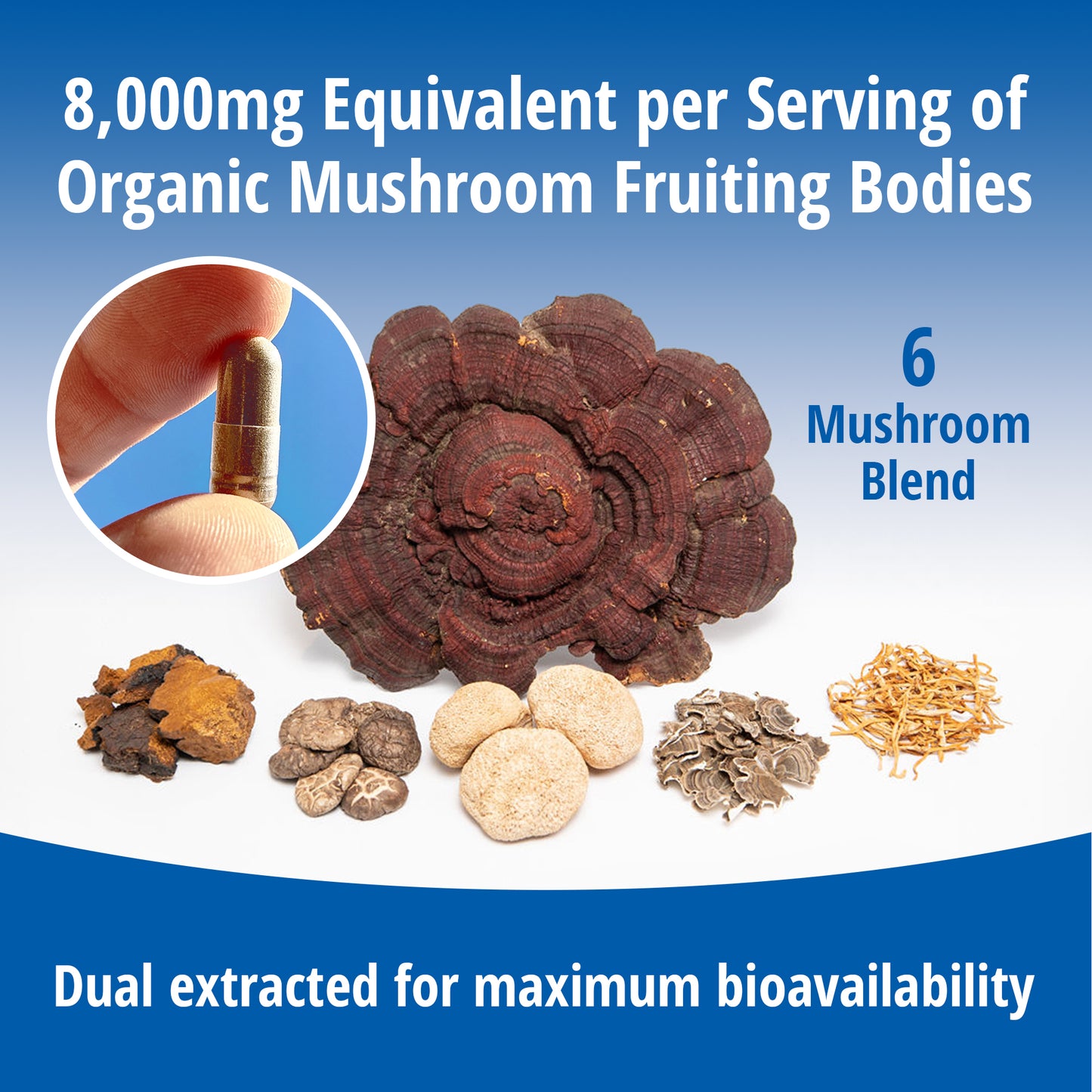 6 Mushroom Blend 8:1