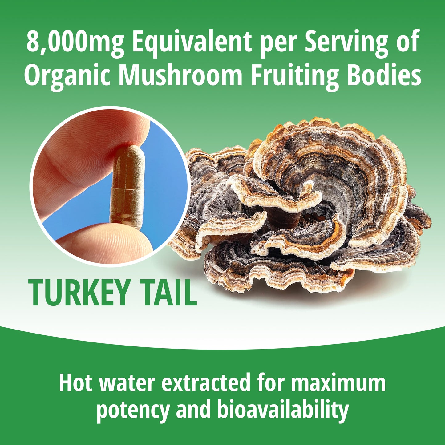 Turkey Tail Mushroom 8:1