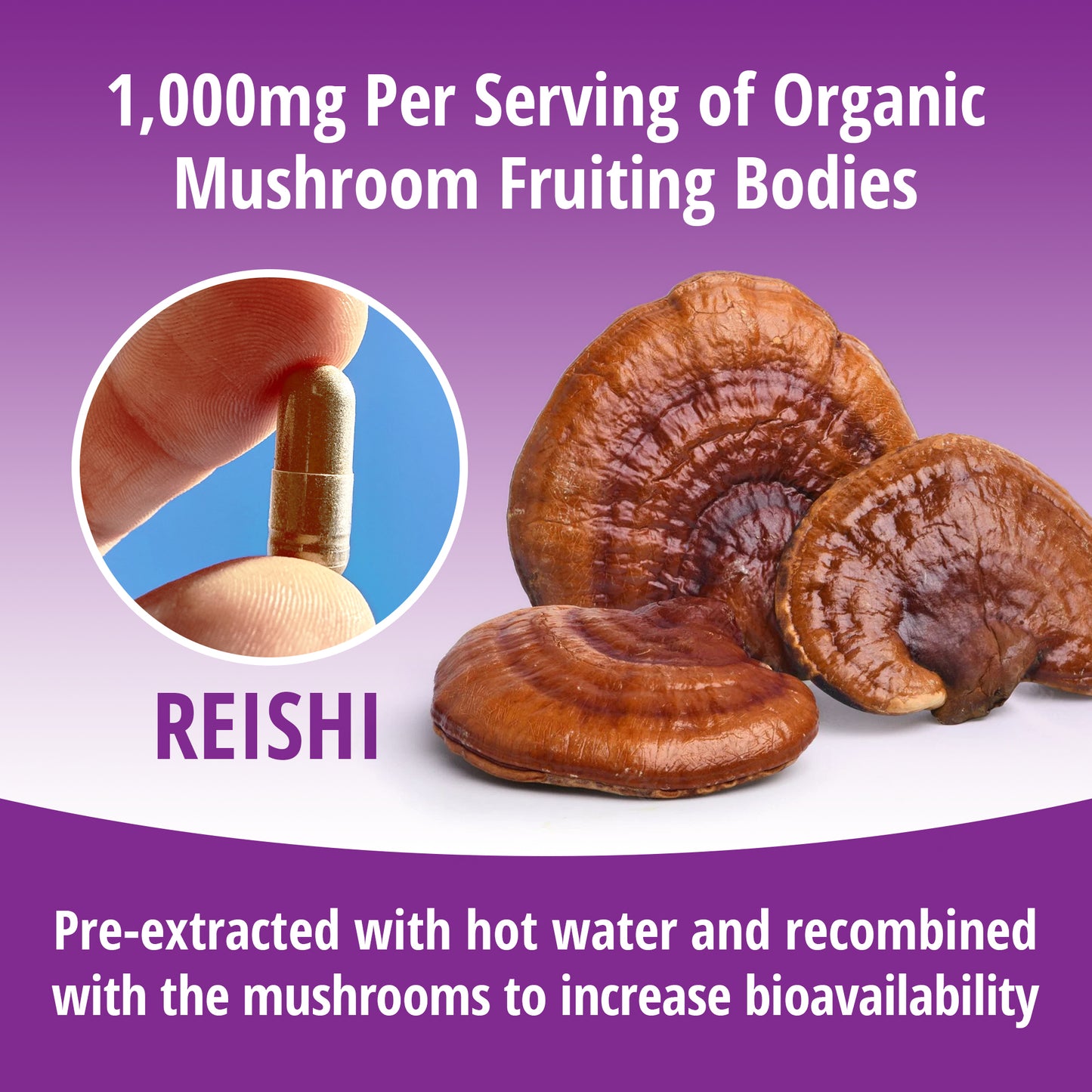 Reishi Mushroom 1:1