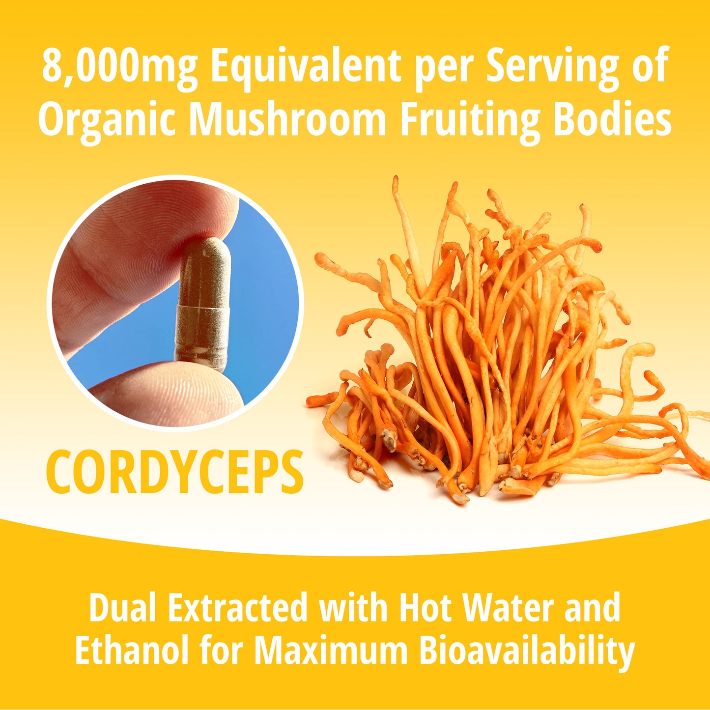 Cordyceps Mushroom 8:1