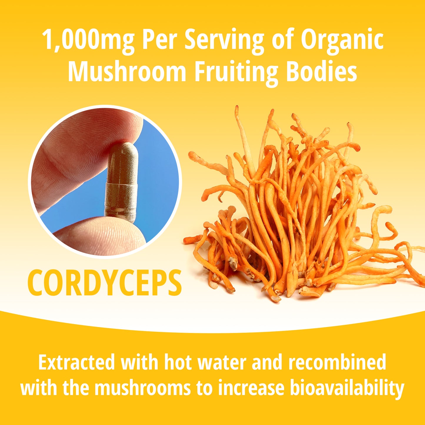 Cordyceps Mushroom 1:1