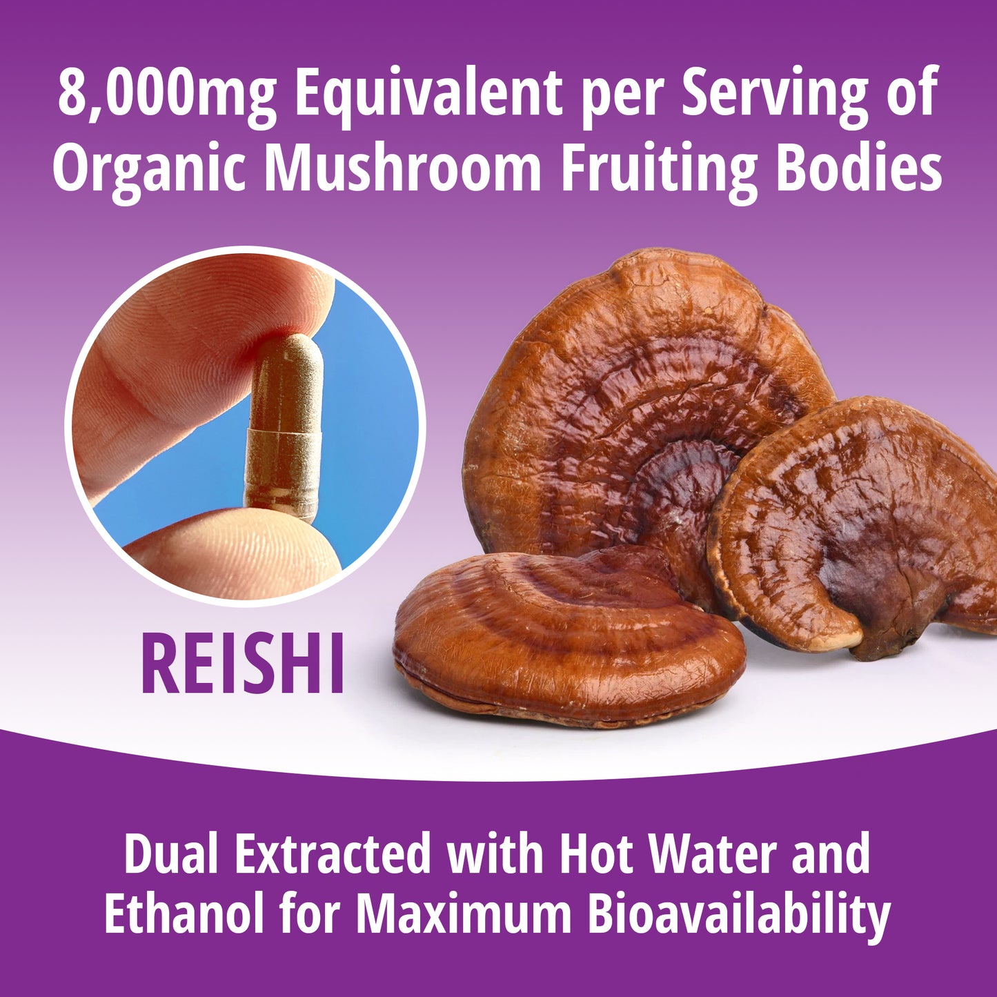 Reishi Mushroom 8:1