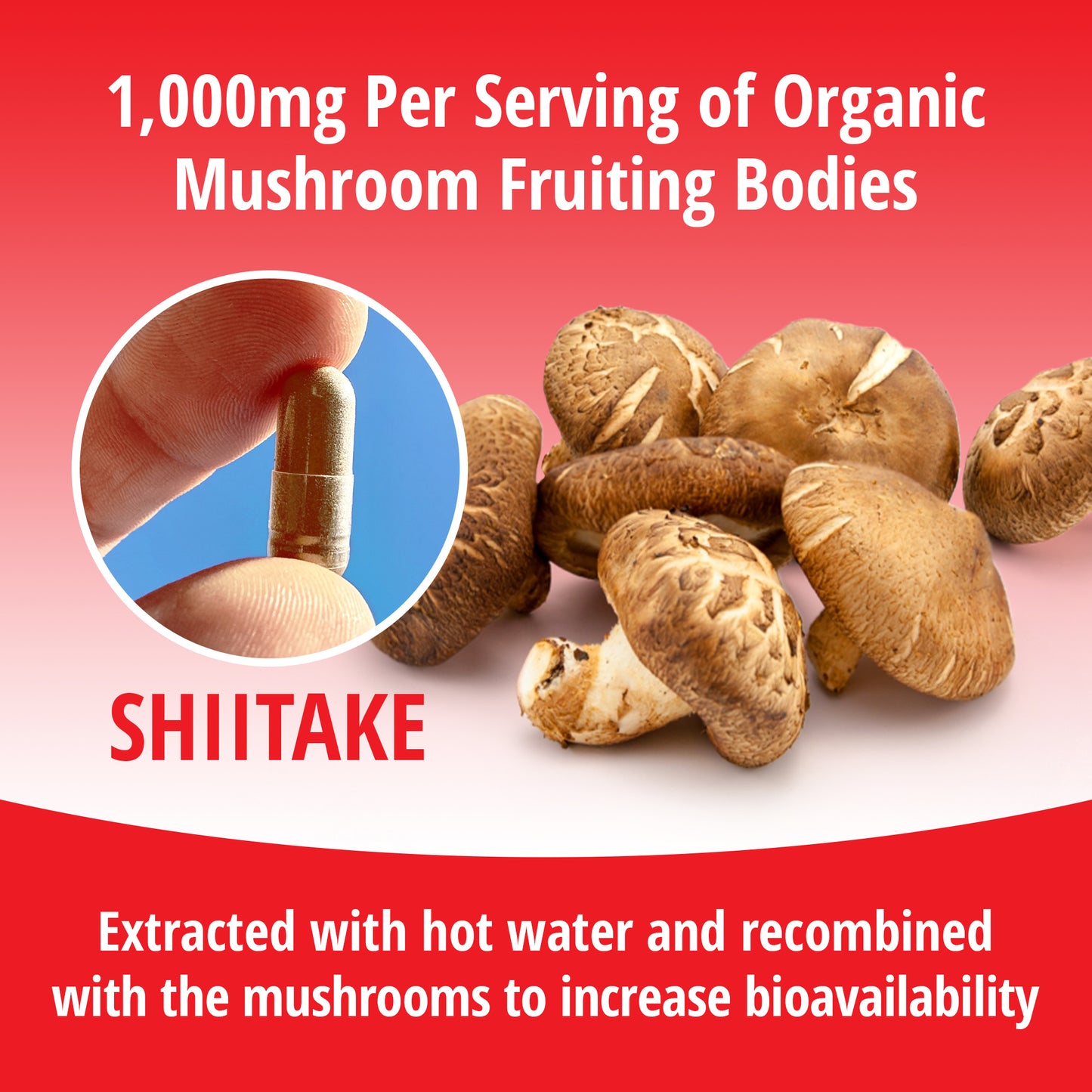 Shiitake Mushroom 1:1