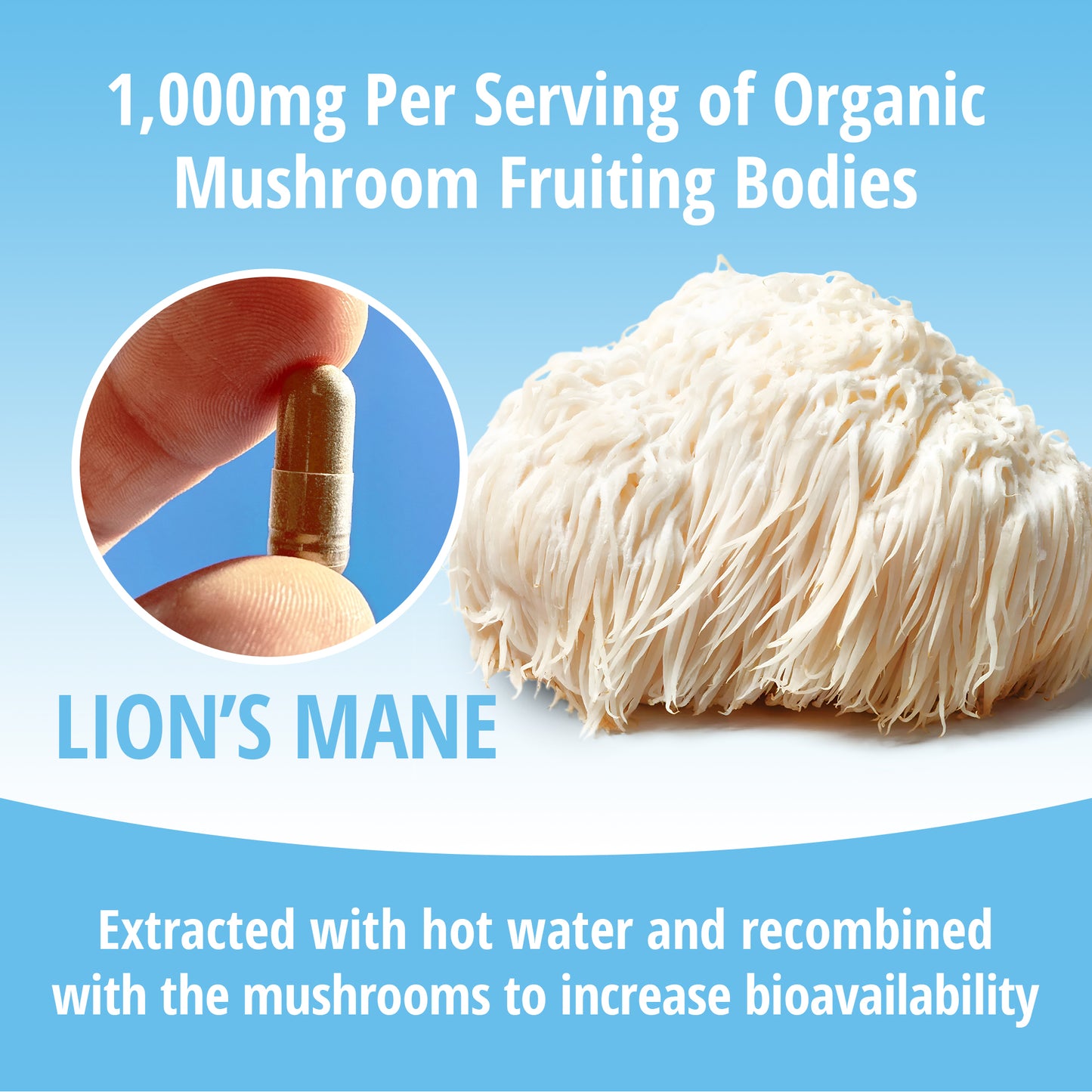 Lion's Mane Mushroom 1:1