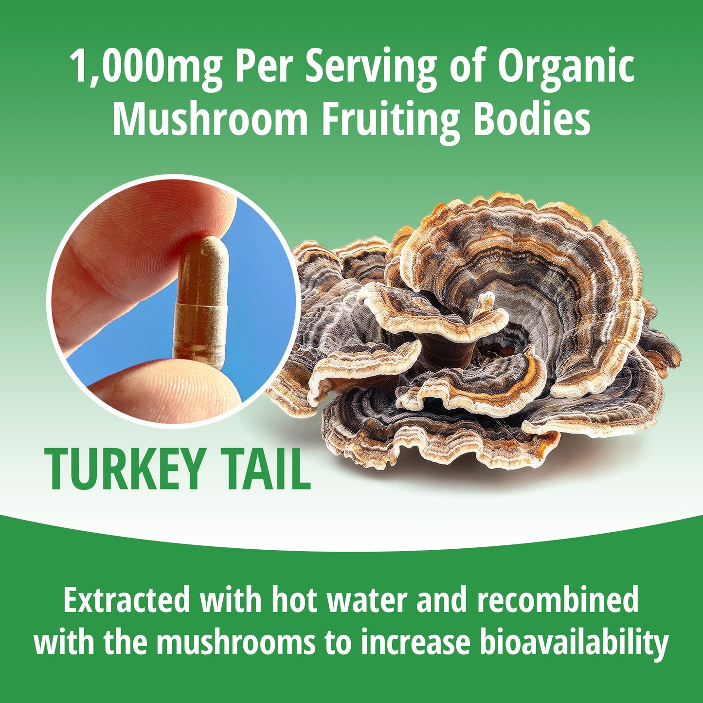 Turkey Tail Mushroom 1:1