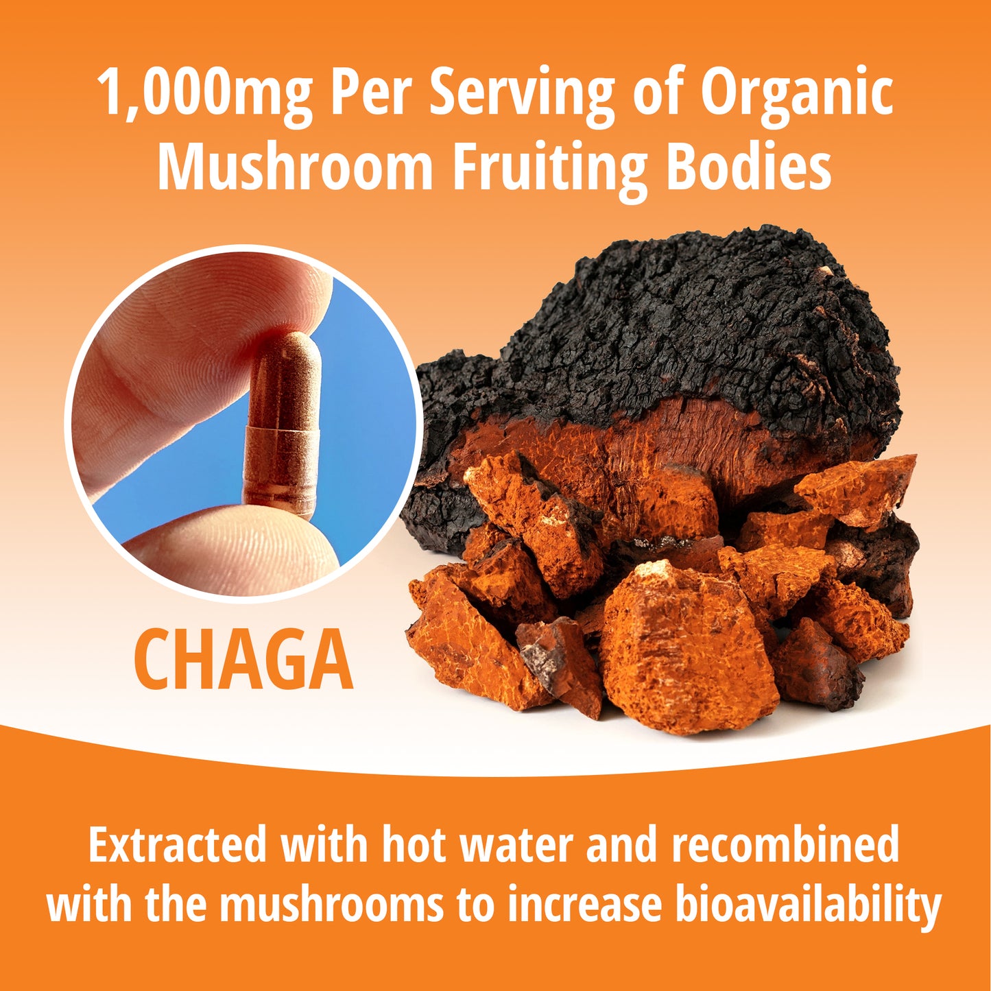 Chaga Mushroom 1:1