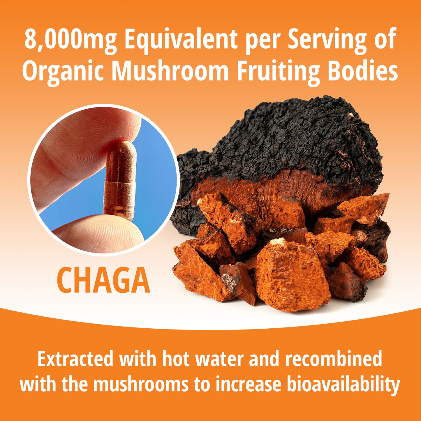 Chaga Mushroom 8:1