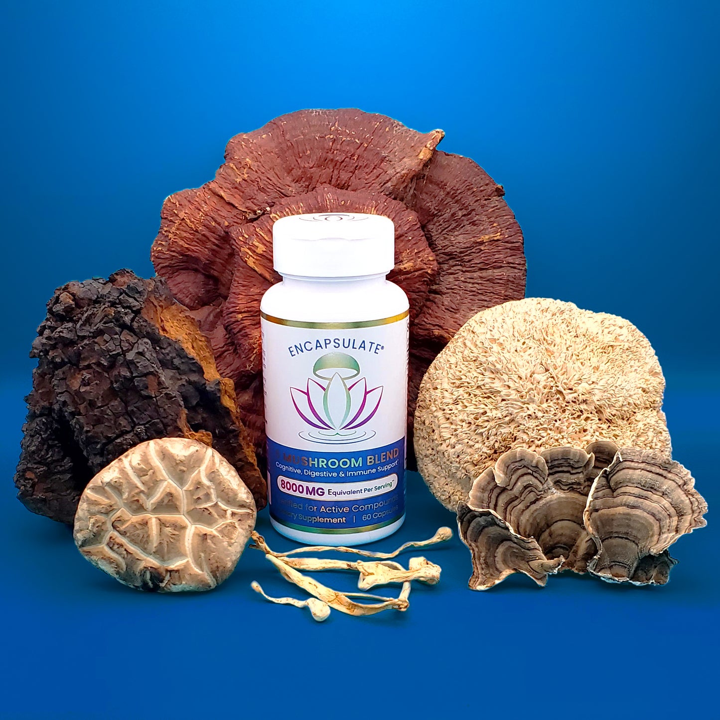 6 Mushroom Blend 8:1