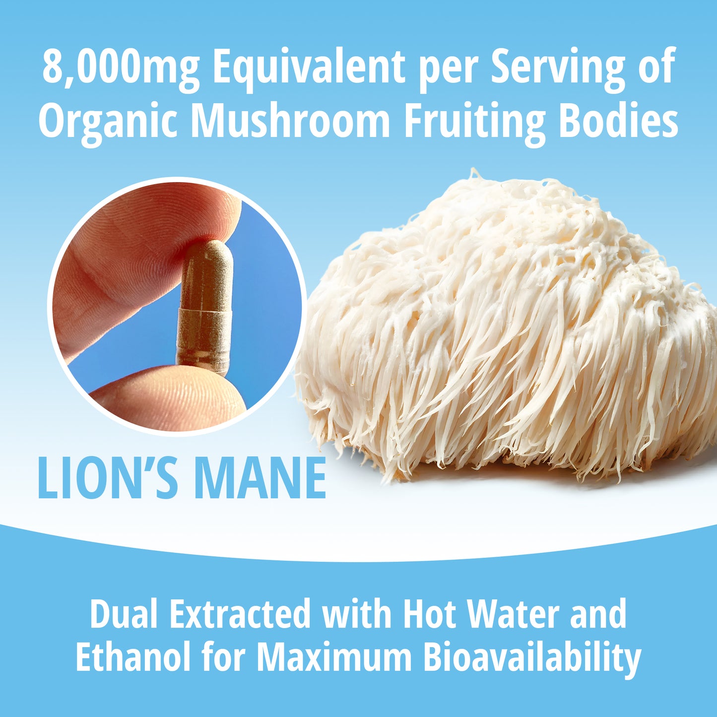 Lion's Mane Mushroom 8:1