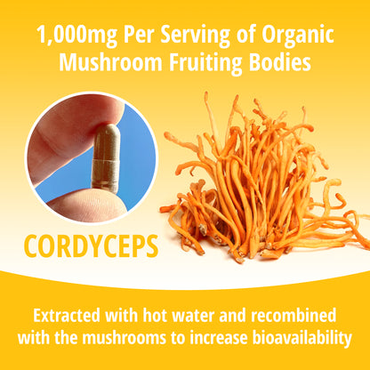 Cordyceps Mushroom 1:1