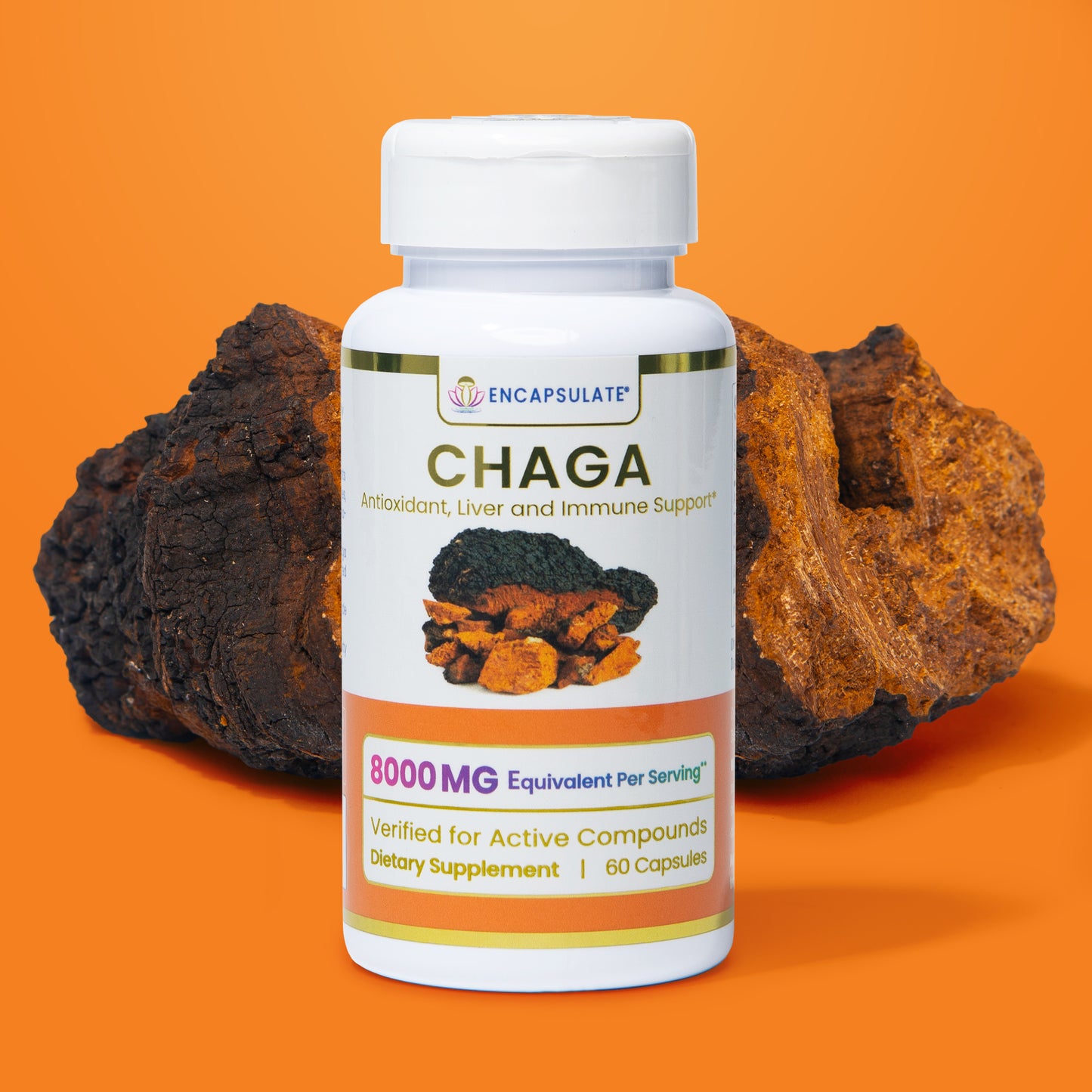 Chaga Mushroom 8:1